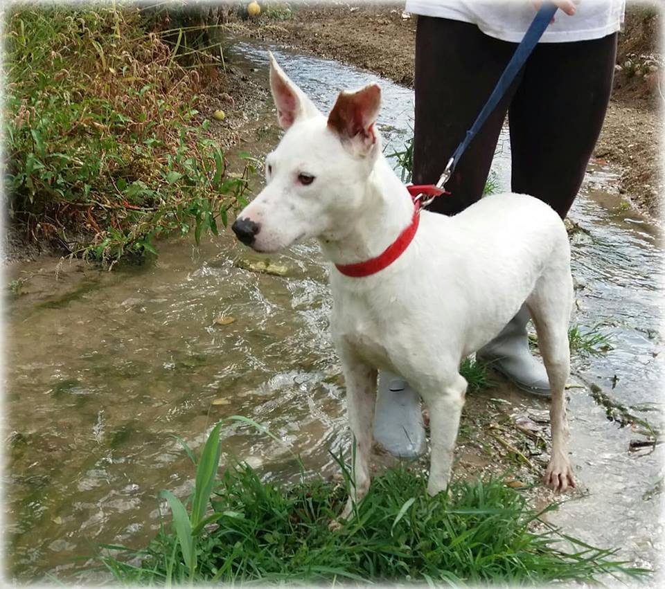 MIA – ¡Adoptada! –