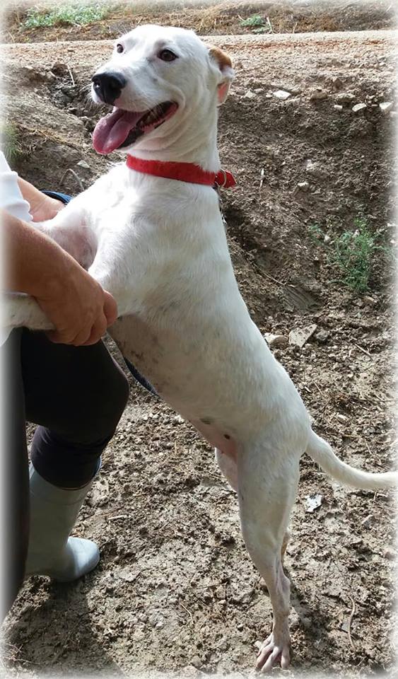 MIA – ¡Adoptada! –