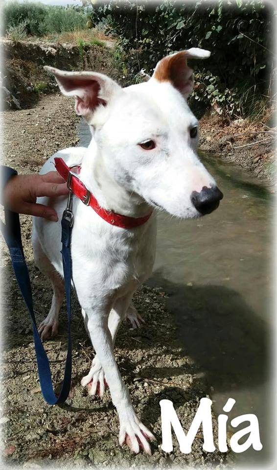 MIA – ¡Adoptada! –