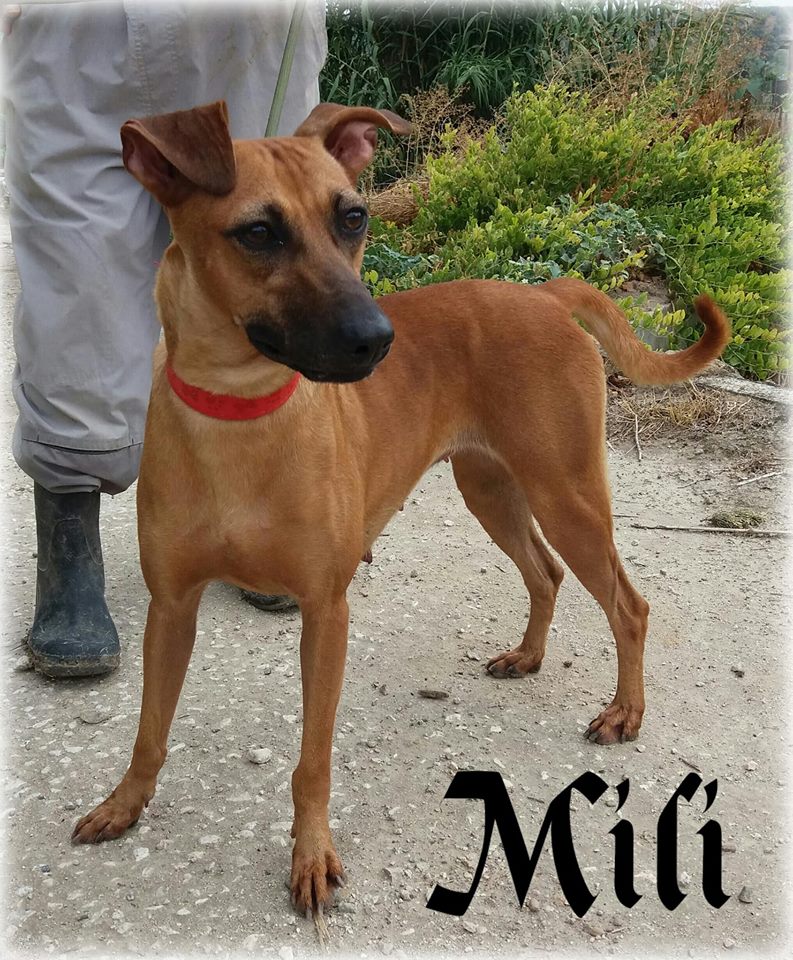 MILI